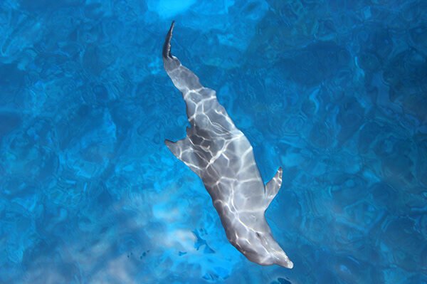 10cef3159417887.639df1fa278d2